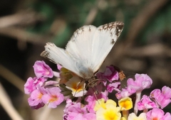Heliopetes laviana