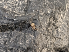 Pachyrhinus californicus