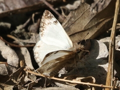 Heliopetes laviana