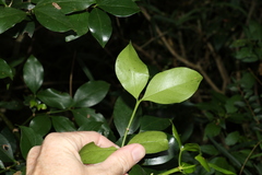 Psydrax odorata odorata