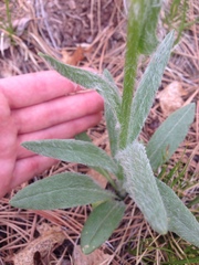 Senecio integerrimus major