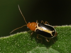 Cyclotrypema furcata