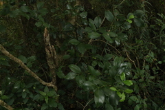 Psydrax odorata odorata