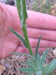 Senecio integerrimus major