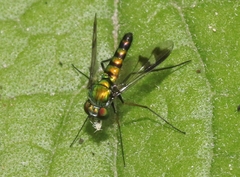 Condylostylus quadricolor