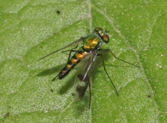 Condylostylus quadricolor