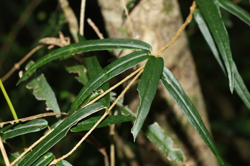 Image of Parsonsia paulforsteri by (c) Greg Tasney, some rights reserved (CC BY-SA)