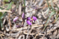 Rhinotropis nitida tamaulipana