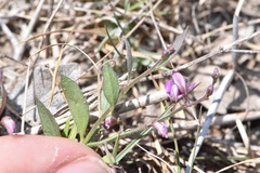 Rhinotropis nitida tamaulipana