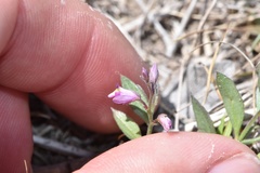 Rhinotropis nitida tamaulipana
