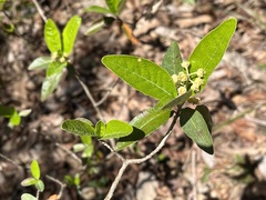 Croton alabamensis