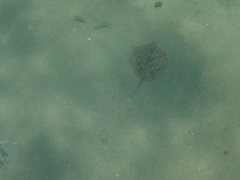 Urobatis concentricus