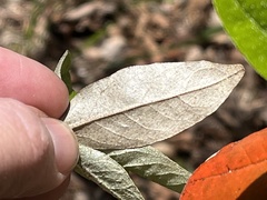 Croton alabamensis