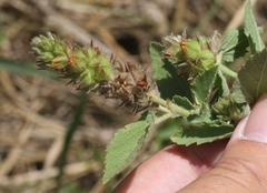 Malvastrum americanum