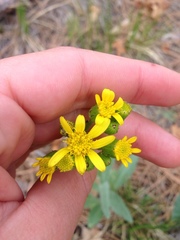 Senecio integerrimus major