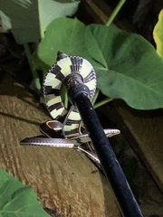 Calliophis intestinalis