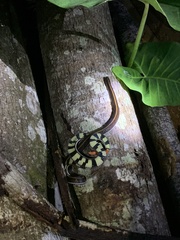 Calliophis intestinalis