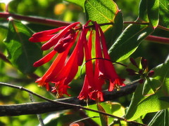 Lonicera sempervirens