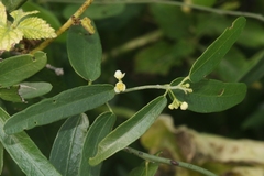 Cocculus diversifolius