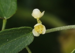 Cocculus diversifolius