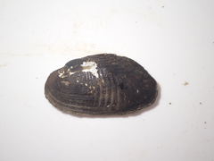 Obovalis omiensis