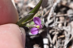 Rhinotropis nitida tamaulipana