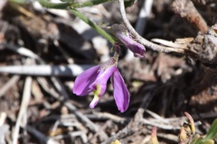 Rhinotropis nitida tamaulipana