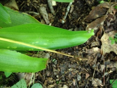 Carex fraseriana