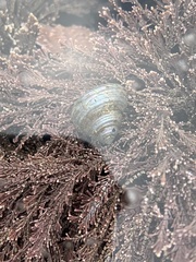 Calliostoma ligatum