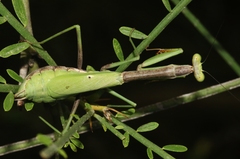 Stagmomantis resacae