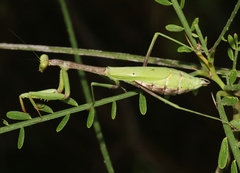 Stagmomantis resacae