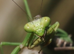 Stagmomantis resacae
