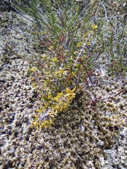 Coprosma cheesemanii