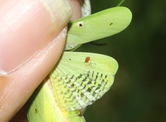 Stagmomantis resacae