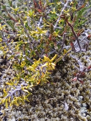 Coprosma cheesemanii