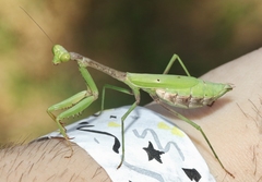 Stagmomantis resacae