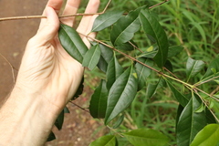 Backhousia leptopetala