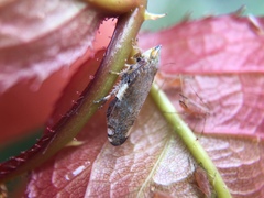 Fieberiella florii