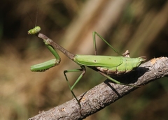 Stagmomantis resacae
