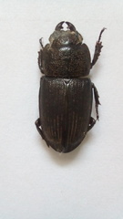 Aegus acuminatus