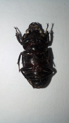 Aegus acuminatus