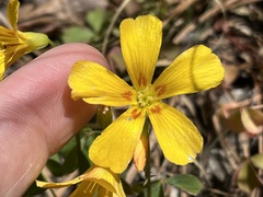 Oxalis macrantha