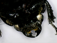 Aegus acuminatus