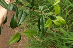 Backhousia leptopetala