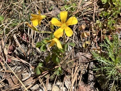 Oxalis macrantha