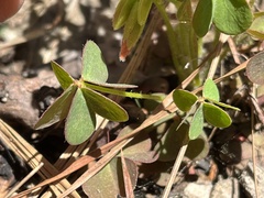 Oxalis macrantha