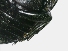 Aegus acuminatus