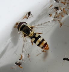 Ischiodon