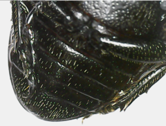 Aegus acuminatus