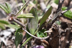 Rhinotropis nitida tamaulipana